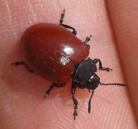 Chrysomelidae: Chrysomela populi